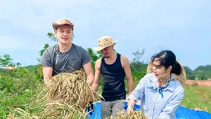 Dans les champs dorés du hameau de Hai Tien, les deux voyageurs ont été initiés, faucille en main, à la coupe manuelle du riz