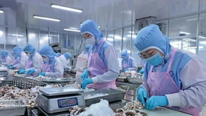 Les exportations vietnamiennes de calmars et de poulpes ont dépassé 111 millions de dollars au cours des deux premiers mois de 2026. Photo : VNA 