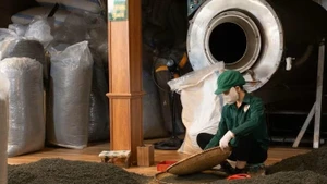 Le thé de Tan Cuong à l’épreuve de la modernité