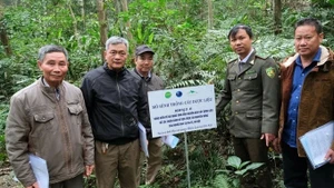 Modèle de culture de plantes médicinales dans le parc national de Ba Vi. Photo : nongnghiepmoitruong