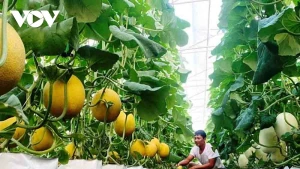 Les produits agricoles à haute technologie se développent désormais à grande échelle dans la province de Lai Chau.