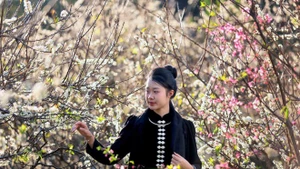 La saison des fleurs de prunier sublime les paysages de Son La