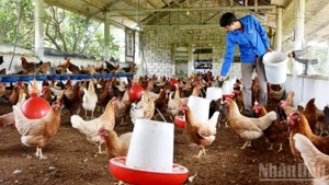 Selon le rapport du ministère de l’Agriculture et de l’Environnement, le cheptel de volailles a augmenté de 3,6 % au cours des huit premiers mois de 2025.
