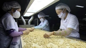 Les noix de cajou vietnamiennes sont un produit apprécié des consommateurs canadiens. Photo : VNA. 