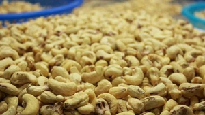 Les exportations de noix de cajou poursuivent leur croissance, confirmant la tendance à une reprise solide de l’industrie de la noix de cajou au Vietnam.