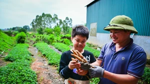 Dans les années 1970, le ginseng Nam du mont Danh avait pratiquement disparu. Ce produit de luxe, autrefois offert aux rois, n’existait plus que dans la mémoire orale des anciens ou les quelques archives oubliées. Il avait presque été effacé de la conscience collective locale.