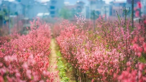 Hanoï, la grâce des moments éphémères