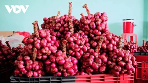 L’oignon rouge : un gagne pain pour les travailleurs locaux à Can Tho