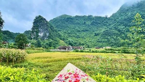 Des rizières dorées au cœur de la vallée du village touristique communautaire de Quynh Son.