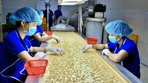 Usine de pré‑traitement de noix de cajou pour l’exportation, société Hoang Son 1 (province de Dong Nai).