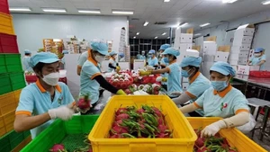 Les exportations des fruits et légumes vietnamiensse maintiennent autour de 50 millions de dollars par mois, signe d’une dynamique durable. 