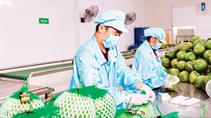 Conditionnement de fruits destinés à l’exportation chez Vina T&T Group. Photo : Minh Anh.