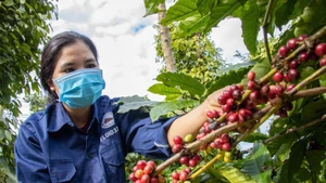 Le café vietnamien à la conquête de l’Europe du Nord : la durabilité comme condition incontournable