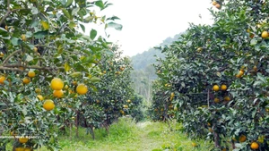 Le Nouvel An lunaire (Têt) 2026 approche, marquant le début de la principale saison de récolte des oranges de Thuong Loc. Photo: VNA.