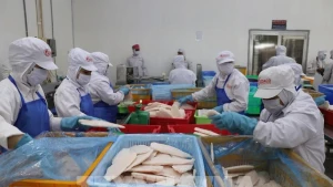 Des ouvriers de l'usine GODACO dans le Parc industriel de My Tho traitent de pangasius à l'export. Photo : VNA.