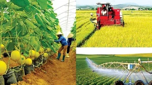 Un nouveau moteur pour le développement de l’agriculture du Vietnam 
