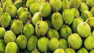 La Chine a officiellement mis à jour et approuvé 829 codes de zones de culture et 131 codes d'installations d'emballage pour le durian vietnamien. Photo : VNA.