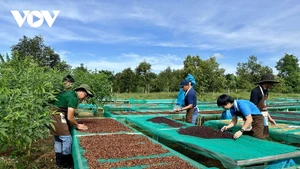 Le café de Buon Ma Thuot a été reconnu par l’Union européenne comme indication géographique du Vietnam. Photo : VOV.