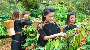 Récolte et transformation du café à Dak Lak. Photo : VNA.
