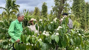 La culture du café, un métier a créé l'identité culturelle des habitants de Dak Lak au fil des générations. Photo : VOV.