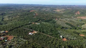 La province compte actuellement 142 059 hectares de caféiers. Photo : congthong.vn