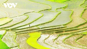 Mu Cang Chai : la magie des rizières en terrasses sous les eaux de mai