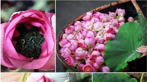 Le thé au lotus de Quang An est depuis longtemps une spécialité très appréciée de la capitale.
