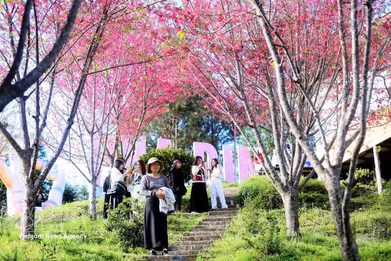 Les cerisiers en pleine floraison du site touristique de Pha Din Top attirent de nombreux visiteurs. Photo : VNA. 