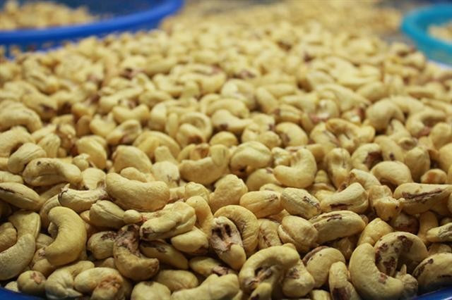 Les exportations de noix de cajou poursuivent leur croissance, confirmant la tendance à une reprise solide de l’industrie de la noix de cajou au Vietnam.