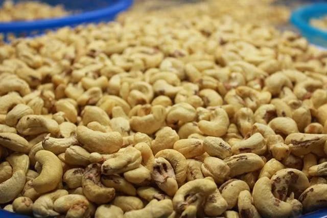 Les exportations de noix de cajou poursuivent leur croissance, confirmant la tendance à une reprise solide de l’industrie de la noix de cajou au Vietnam.