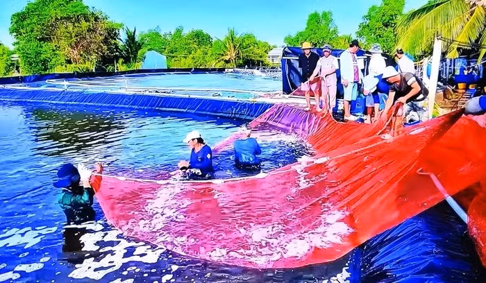 Les entreprises exportatrices doivent assurer la transparence de leur chaîne d’approvisionnement et concentrer leurs investissements sur la transformation à haute valeur ajoutée. Photo : TBNH.
