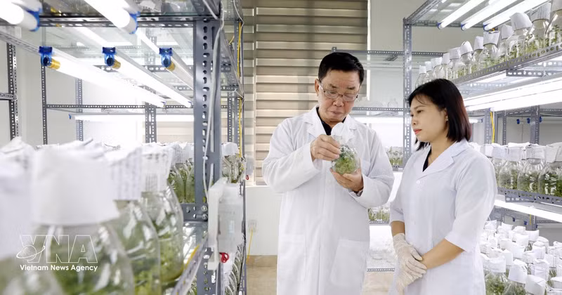 Thai Binh Seed Group applique les sciences et les technologies à la recherche et à la production de nombreuses variétés végétales à haut rendement et de grande qualité. Photo : VNA. 