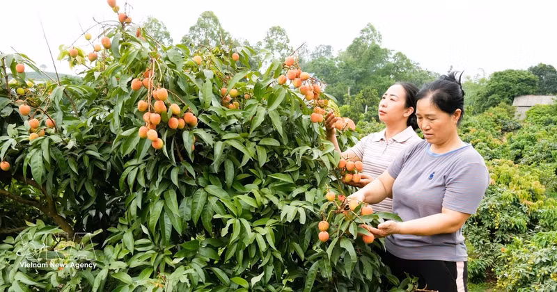 Environ 4 010 tonnes de litchis précoces ont déjà été commercialisées depuis le début de la récolte. Photo : VNA. 