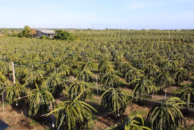 De nombreux cultivateurs de la province de Binh Thuan utilisent des lampes LED pour la culture du fruit du dragon.