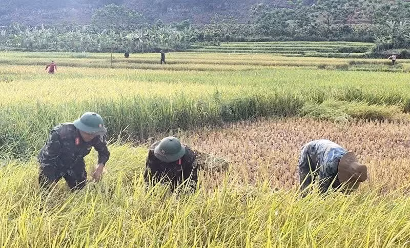 Les soldats du 82e régiment aident les habitants de la commune de Pu Nhung à récolter le riz.