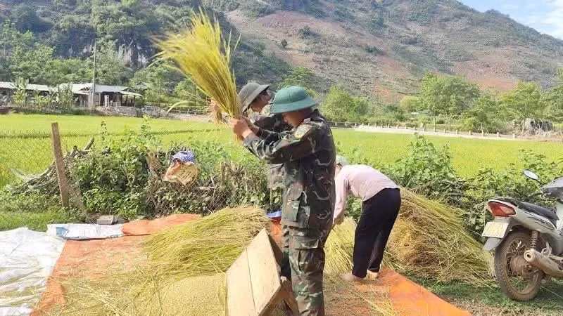 Les soldats du 82e régiment aident les familles du village de Nam Mu, dans la commune de Pu Nhung, à battre le riz directement dans les rizières.