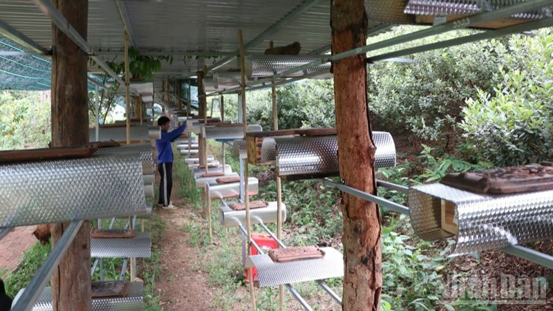 Des ruches d’abeilles sans dard installées et aménagées de manière professionnelle dans le village apicole de Bac Ai Tay (Khanh Hoa). Photo : Nguyen Trung.