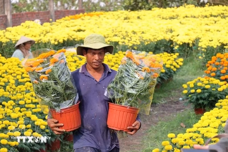 Les villages de fleurs de Vinh Long connaissent une forte demande pendant le Têt (Nouvel An lunaire). Photo : VNA 