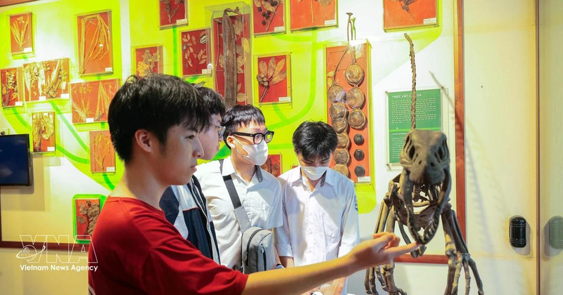 Des élèves visitent et découvrent le Musée d’Histoire naturelle du Vietnam. Photo : VNA 