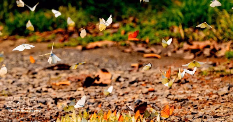 En plaçant la conservation de la nature au cœur de son développement, le Parc national de Cuc Phuong, dans la province de Ninh Binh, associe protection de la biodiversité et écotourisme durable. Photo: VNA 