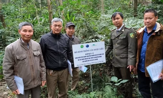 Modèle de culture de plantes médicinales dans le parc national de Ba Vi. Photo : nongnghiepmoitruong