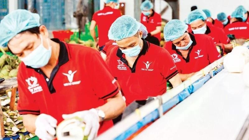 Transformation de noix de coco destinées à l'exportation chez Vina T&T Group. Photo : nhandan.vn 