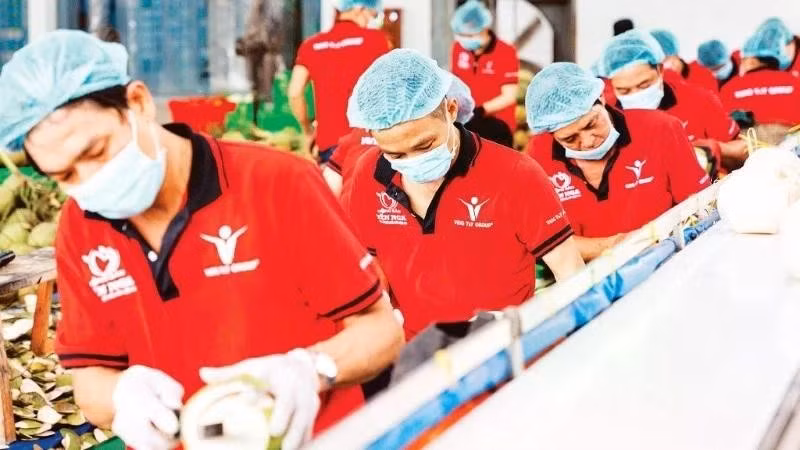 Transformation de noix de coco destinées à l'exportation chez Vina T&T Group. Photo : nhandan.vn 