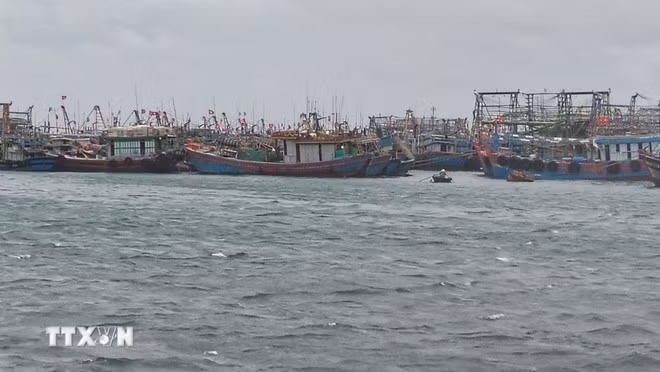 De nombreux navires ont été conduits dans l’abri portuaire en toute sécurité. Photo : VNA