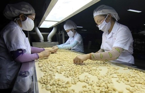 Les noix de cajou vietnamiennes sont un produit apprécié des consommateurs canadiens. Photo : VNA. 