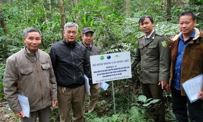 Modèle de culture de plantes médicinales dans le parc national de Ba Vi. Photo : nongnghiepmoitruong