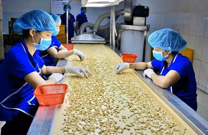 Usine de pré‑traitement de noix de cajou pour l’exportation, société Hoang Son 1 (province de Dong Nai).