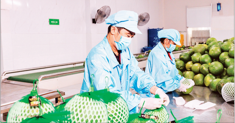 Conditionnement de fruits destinés à l’exportation chez Vina T&T Group. Photo : Minh Anh.