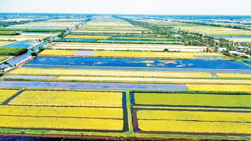 Le modèle de riziculture écologique pratiqué sur les zones riz-crevettes de la province de Ca Mau.