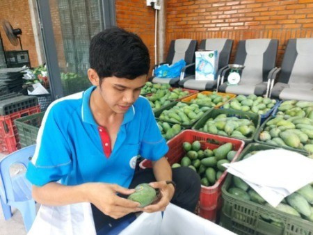 Un membre de la coopérative GAP de Cu Lao Gieng appose une étiquette de traçabilité sur des mangues destinées à l’exportation. 